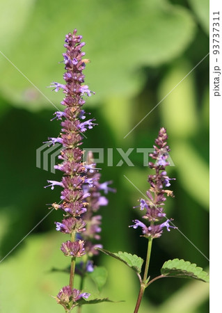 Agastache rugosa, Aromatic violet-blue agastache herb native in Asia Agastache rugosa, Aromatic violet-blue agastache herb native in Asia 93737311