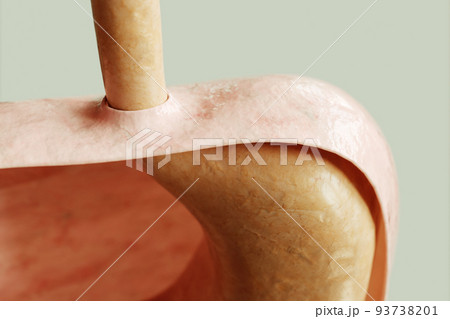 Stomach entrance and diaphragm in a healthy condition - 3D rendering 93738201