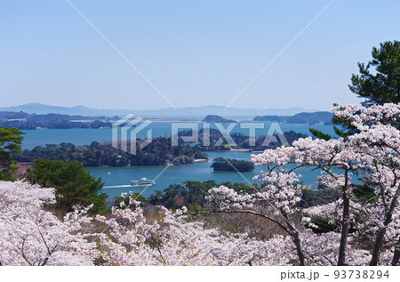 西行戻しの松公園の桜と日本三景松島（宮城県） 93738294