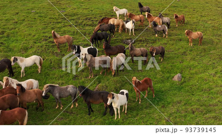 Icelandic horses grazing in the field. 93739145