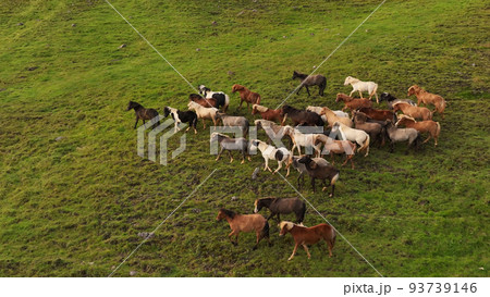 Icelandic horses grazing in the field. 93739146