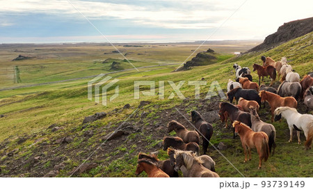 Icelandic horses grazing in the field. Icelandic horses grazing in the field. 93739149