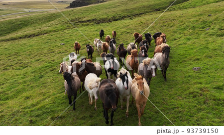 Icelandic horses grazing in the field. Icelandic horses grazing in the field. 93739150
