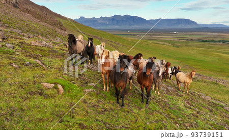 Icelandic horses grazing in the field. Icelandic horses grazing in the field. 93739151