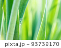 Under the bright sun. Abstract natural backgrounds 93739170