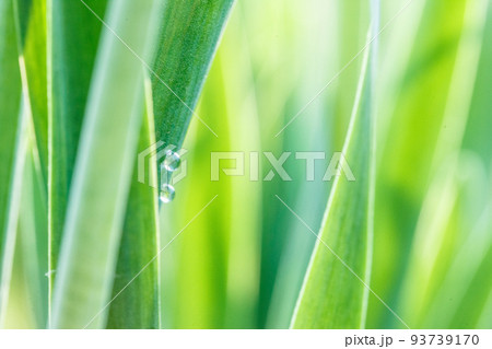 Under the bright sun. Abstract natural backgrounds 93739170