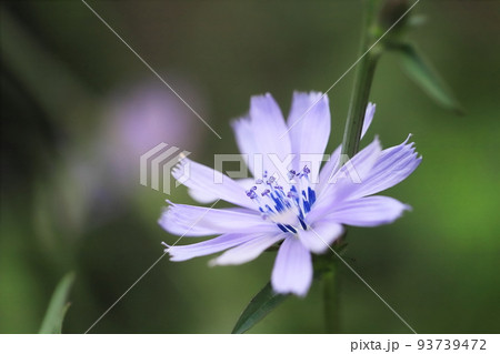 チコリの花 93739472