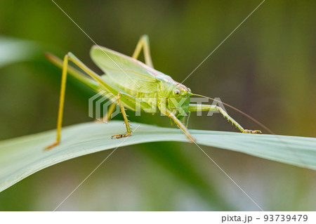 葉の上のヤブキリのメス 93739479