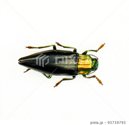 Jewel beetle isolated on white. Cyphogastra nigripennis macro close up. Buprestidae, collection beetles, coleoptera 93739793