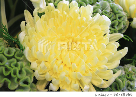 菊 キク 菊の花 93739966