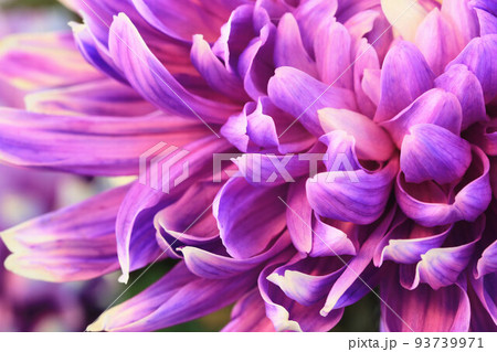 菊 キク 菊の花 93739971
