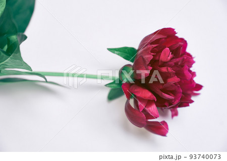 Top view of a red peony flower with green leaves.Close-up of one dark red peony flower, on a gray background. High quality photo Top view of a red peony flower with green leaves.Close-up of one dark red peony flower, on a gray background. High quality photo 93740073
