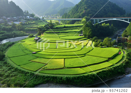 色つき始めた、あらぎ島棚田 93741202