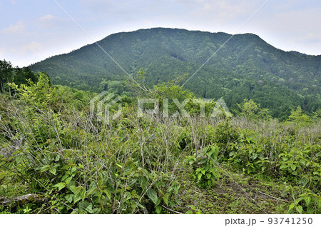 西丹沢のサンショウバラの丘山頂より不老山を望む 93741250