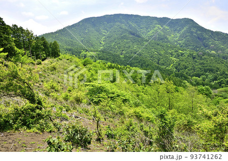 西丹沢のサンショウバラの丘　新緑の山頂より不老山を望む 93741262