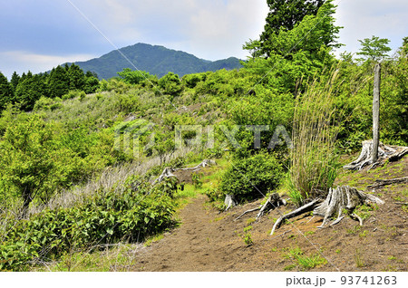 西丹沢の湯船山稜コース 新緑のサンショウバラノ丘より白クラノ頭を望む 西丹沢の湯船山稜コース 新緑のサンショウバラノ丘より白クラノ頭を望む 93741263