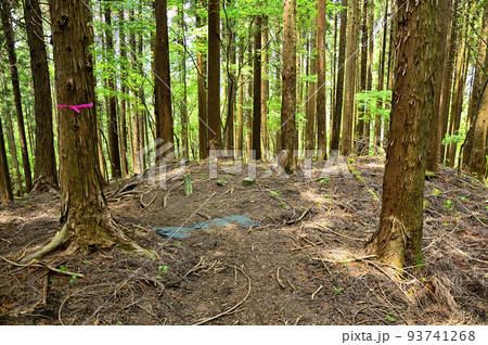 西丹沢の峯坂峠 93741268