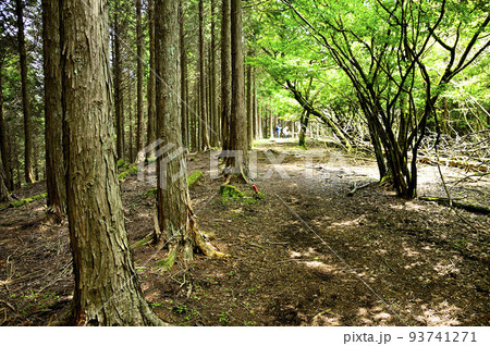 西丹沢の不老山山頂　北峰 93741271