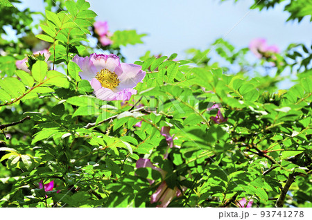 西丹沢の不老山　サンショウバラ 93741278