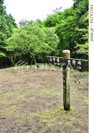 西丹沢の不老山北峰　サンショウバラが咲く山頂 93741283