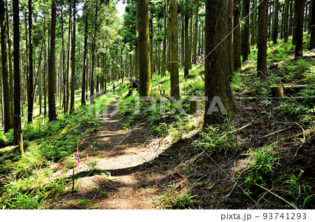 西丹沢の不老の活路コース　谷ヶ山　森の山 93741293