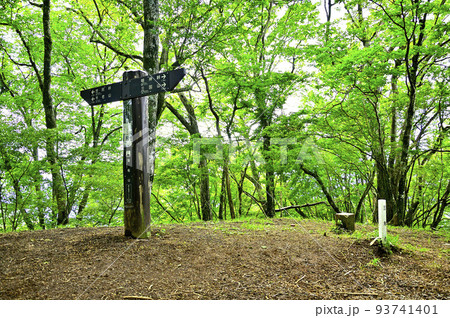 西丹沢の湯船山山頂 新緑の森 西丹沢の湯船山山頂 新緑の森 93741401