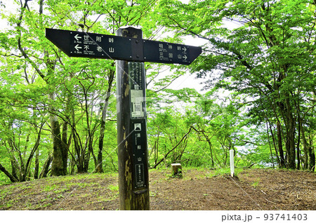 西丹沢の湯船山山頂　新緑の森 93741403