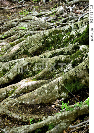 西丹沢の湯船山　ブナの足元 93741412