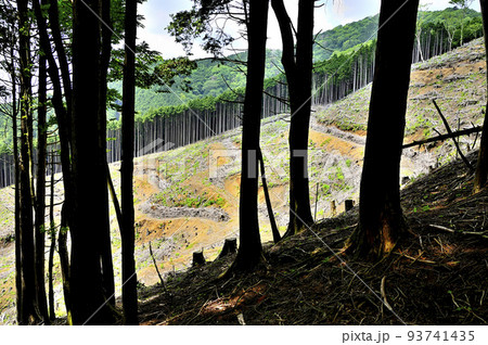 西丹沢の白クラノ頭 森の外に植林の伐採地が広がる 西丹沢の白クラノ頭 森の外に植林の伐採地が広がる 93741435