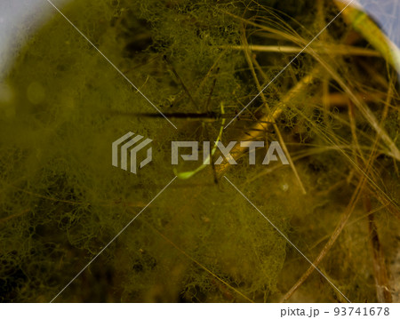 Selective focus on a section of a water scorpion insect just below the water surface.  93741678