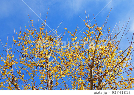 ロウバイ ロウバイ 93741812