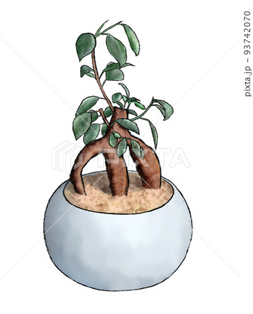鉢植えのガジュマル 93742070