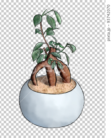 potted banyan tree 93742070