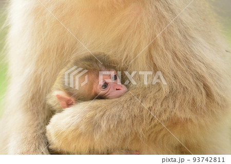 お母さんに抱かれて満足そうな子猿 93742811