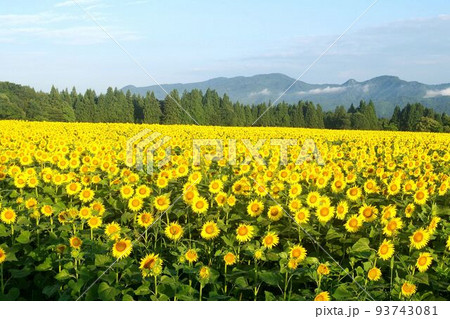 津南町・沖ノ原台地のひまわり広場 93743081