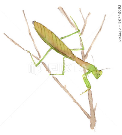 8月〜9月の昆虫：こちらを見て構えるカマキリの水彩画イラスト 93743092