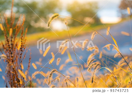 【秋素材】朝を迎える大峰高原と七色大カエデの紅葉【長野県】 【秋素材】朝を迎える大峰高原と七色大カエデの紅葉【長野県】 93743725