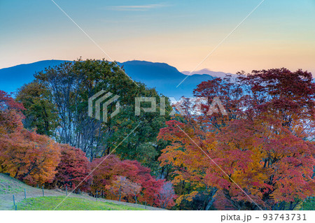 【秋素材】朝を迎える大峰高原と七色大カエデの紅葉【長野県】 93743731