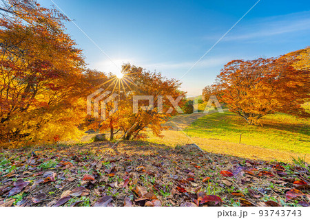 【秋素材】朝を迎える大峰高原と七色大カエデの紅葉【長野県】 93743743