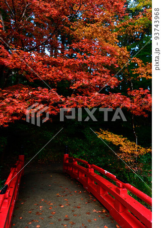 静岡県森町小國神社の紅葉 93743968