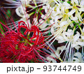 雨に濡れる紅白の彼岸花 93744749