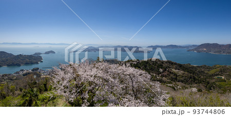 積善山山頂の桜(愛媛県岩城島) 積善山山頂の桜(愛媛県岩城島) 93744806