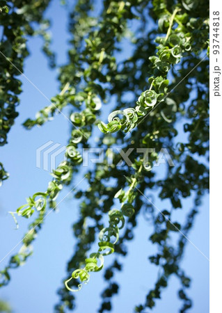 くるくる葉っぱの柳 93744818