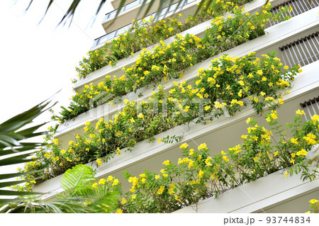 ホテルのベランダに咲くアラマンダ 93744834