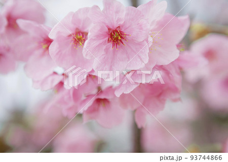 早咲き種の陽光桜をクローズアップ 93744866