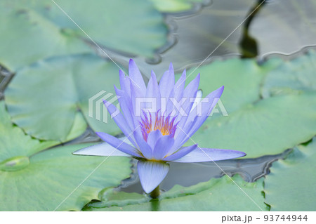 熱帯スイレンの花 熱帯スイレンの花 93744944