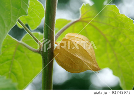 ゴールデンベリー　食用ホオズキ 93745975