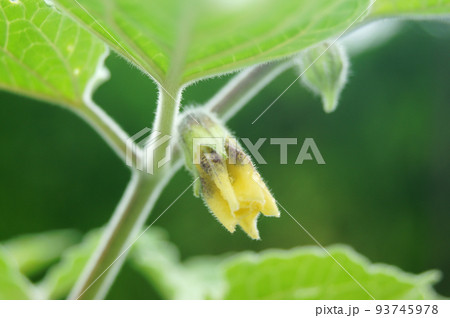 ゴールデンベリー（食用ホオズキ）の花 93745978