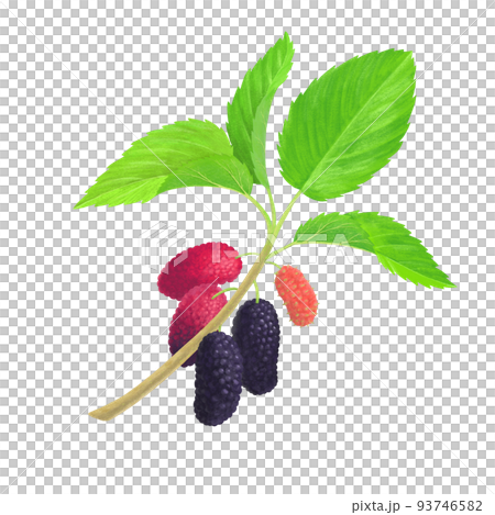 手描きの桑の実のイラスト 手描きの桑の実のイラスト 93746582