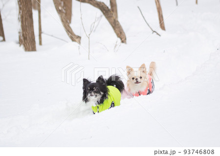 雪山の中にいる防寒着を着た雪を楽しむ2頭のロングコートチワワ 雪山の中にいる防寒着を着た雪を楽しむ2頭のロングコートチワワ 93746808